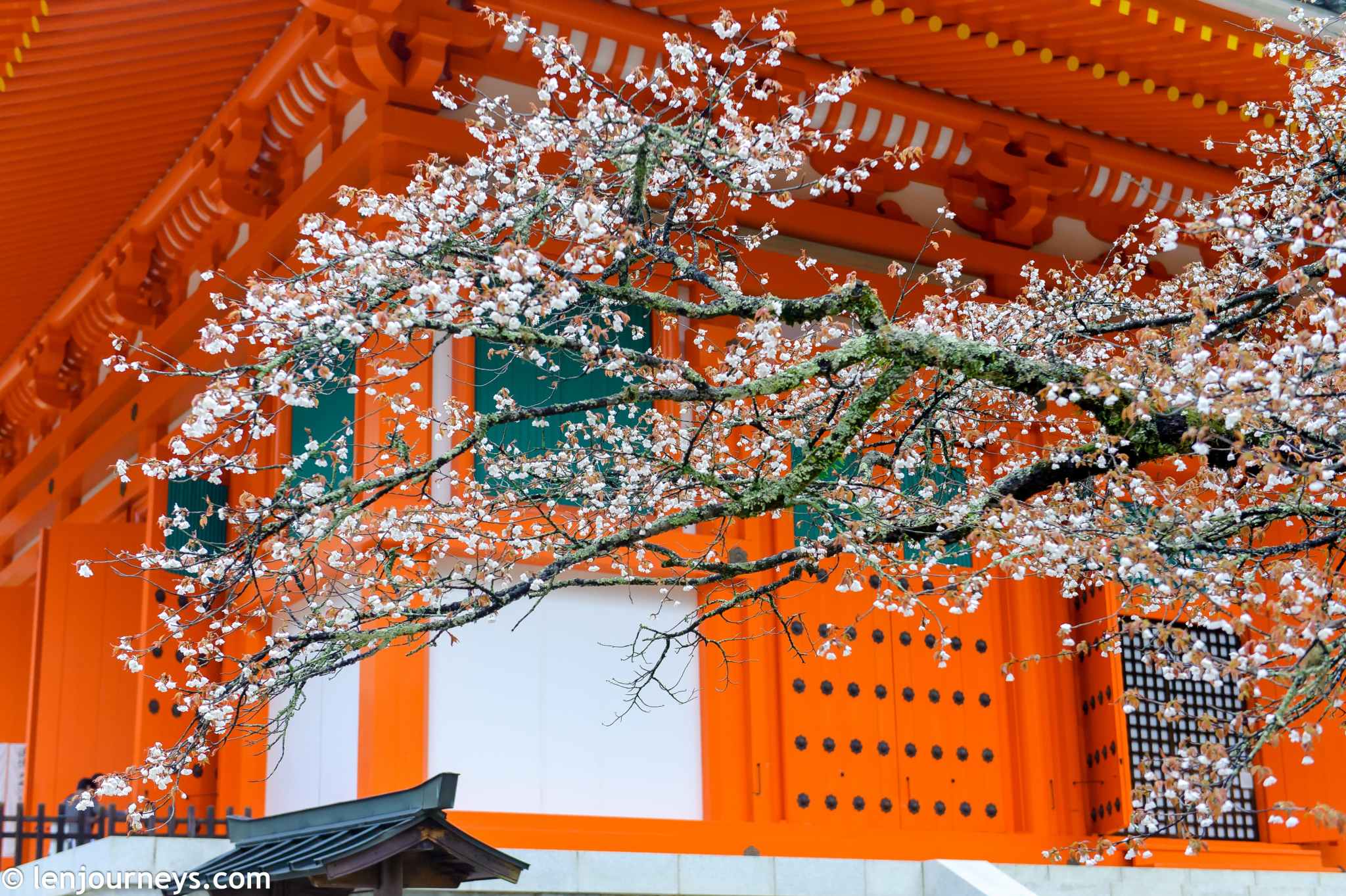 Admire The Transient Beauty of Sakura - LEN Journeys