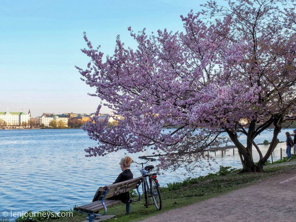 Cherry blossoms on the bank of Alster Lake