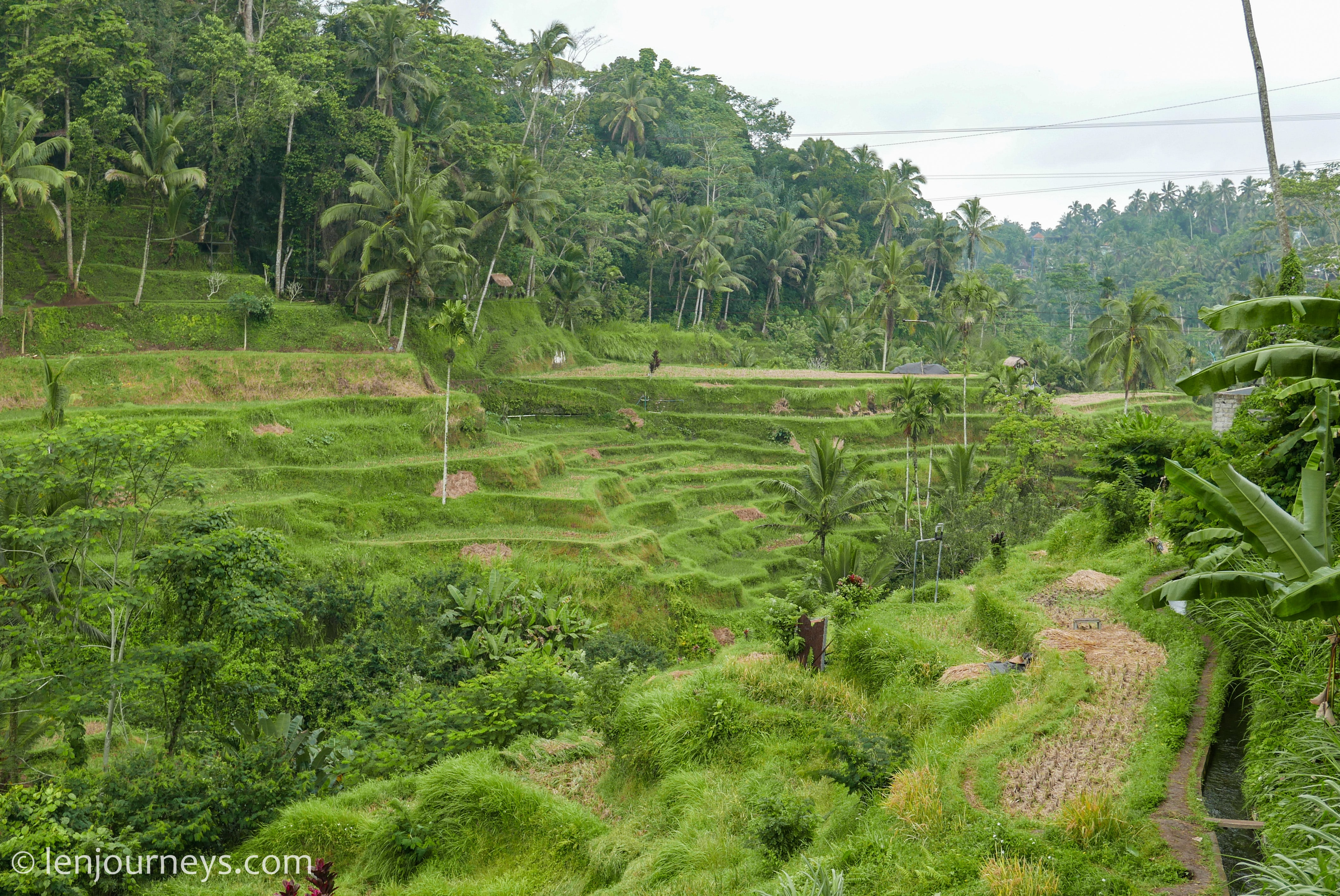 Subak at Tegalalang