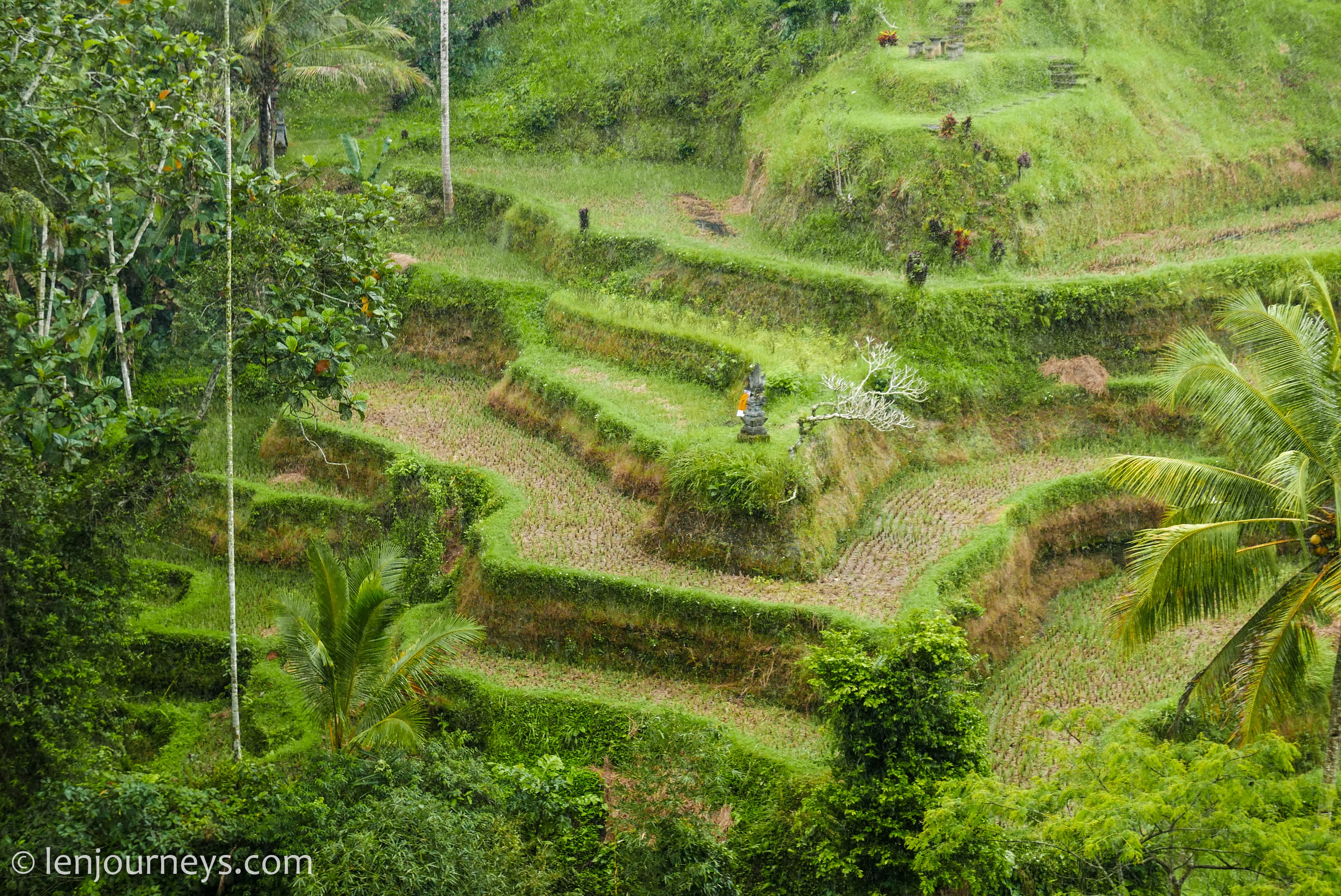 Rice terraces at Tegalalang