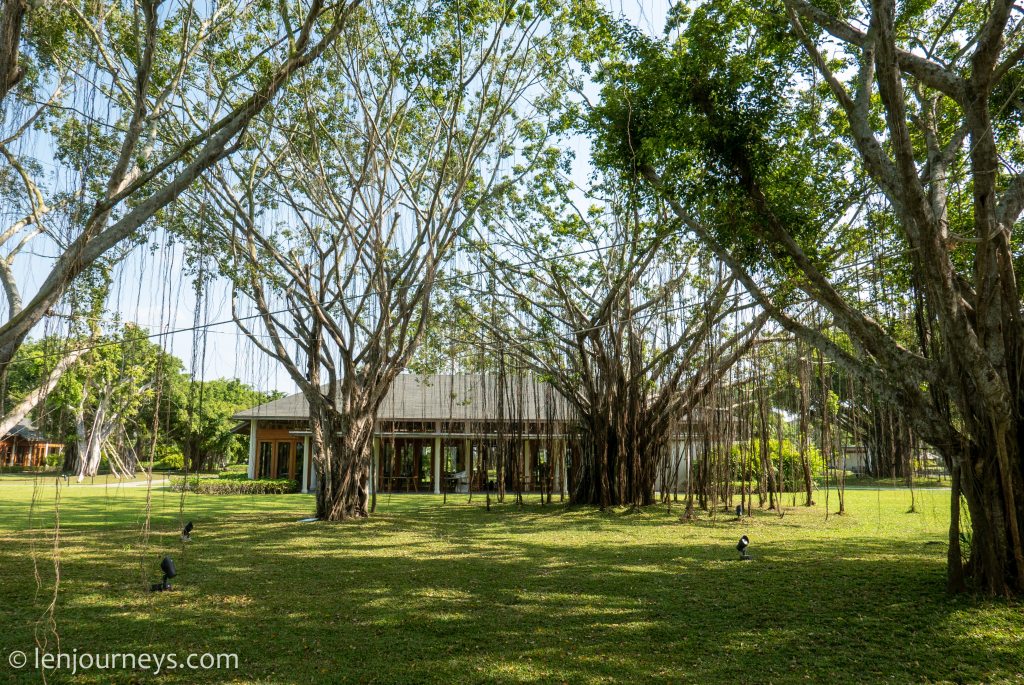 Banyan trees on the islet