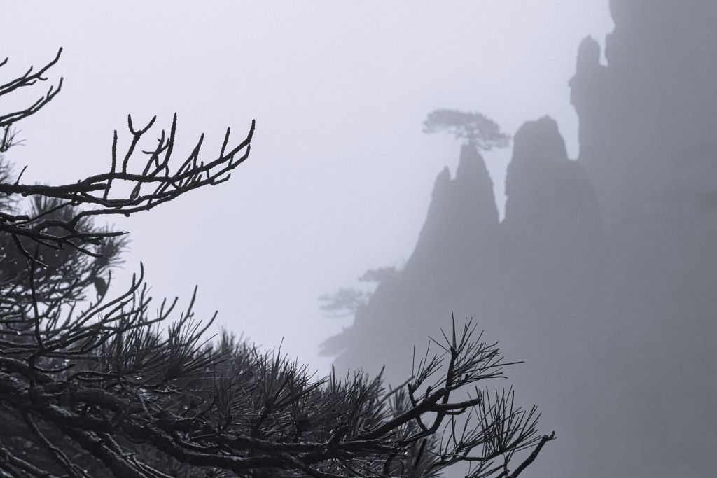 Pine trees and rock formations
