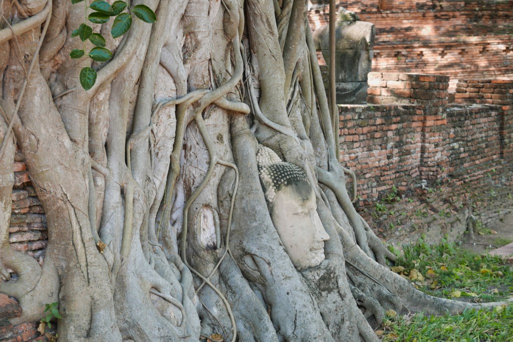 Buddha bust strangled by roots - the most iconic sight of Ayutthaya.
