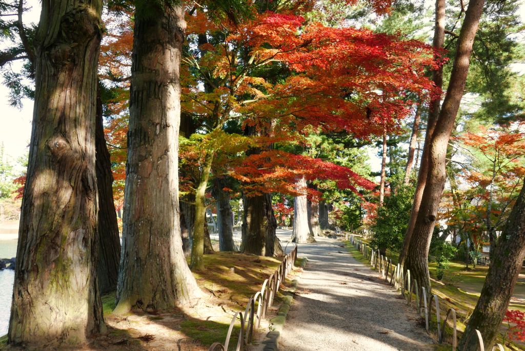 Trees in the Pure Land Garden