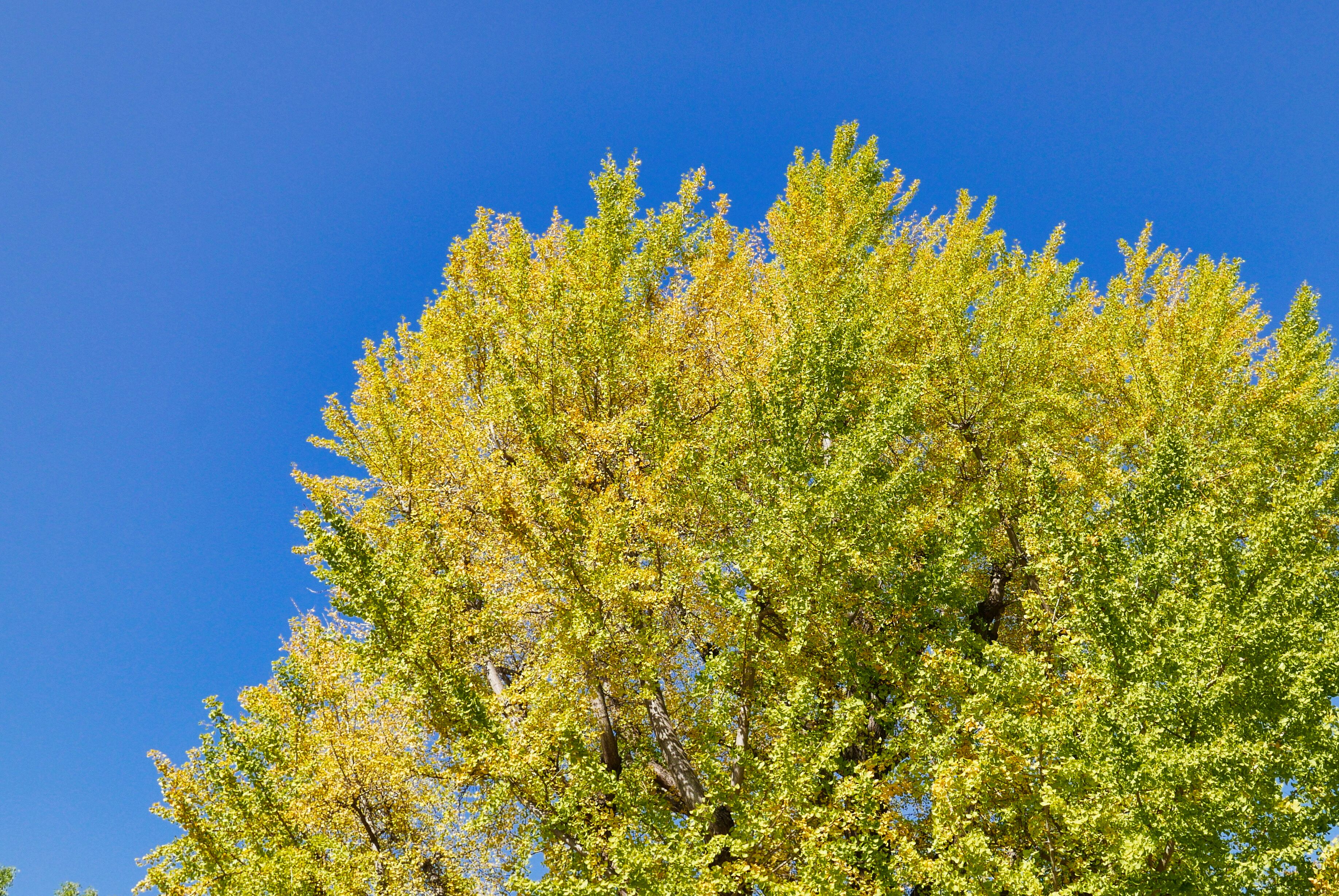 Autumn in Ueno Park, Tokyo