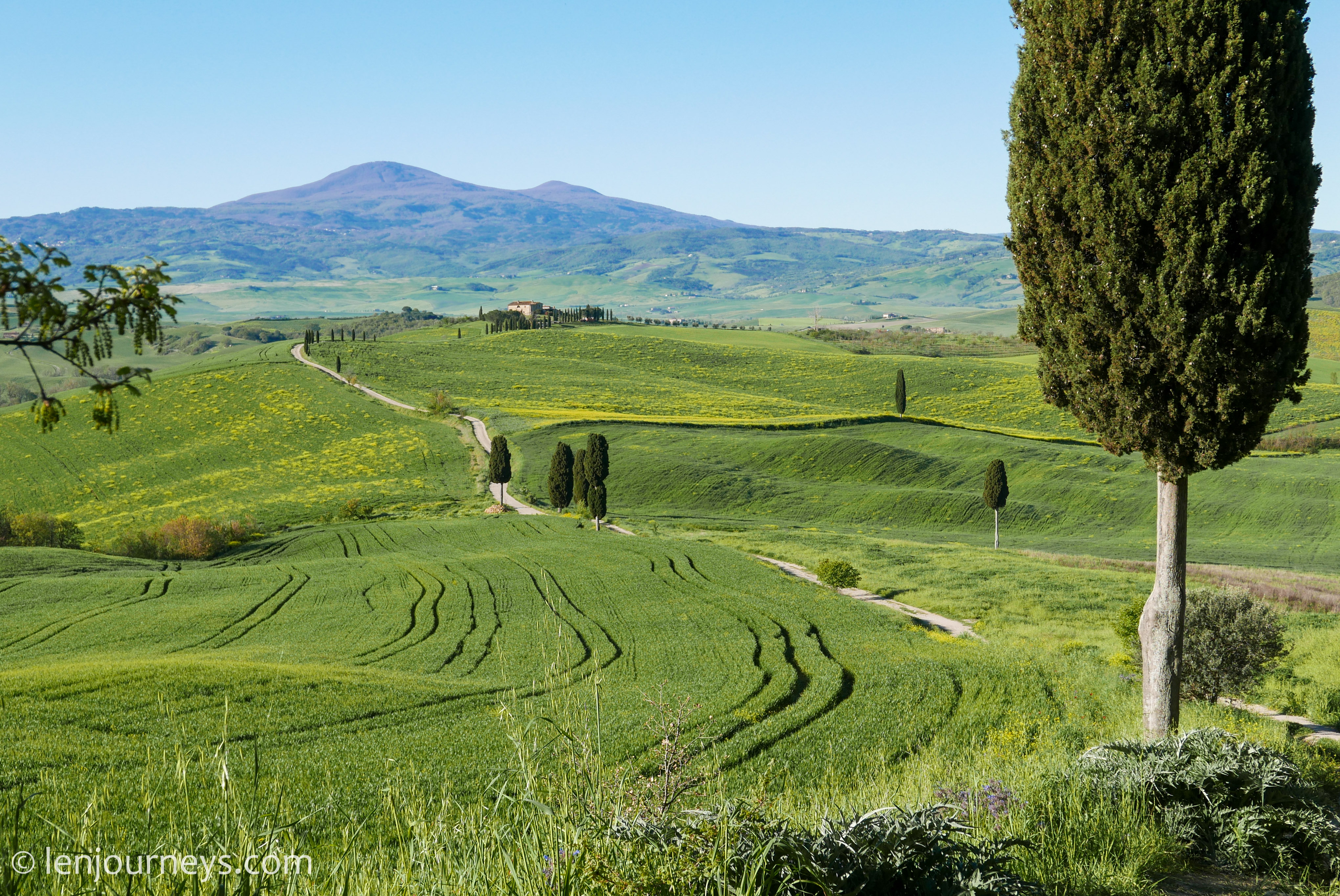 The cypress trees of Val d'Orcia