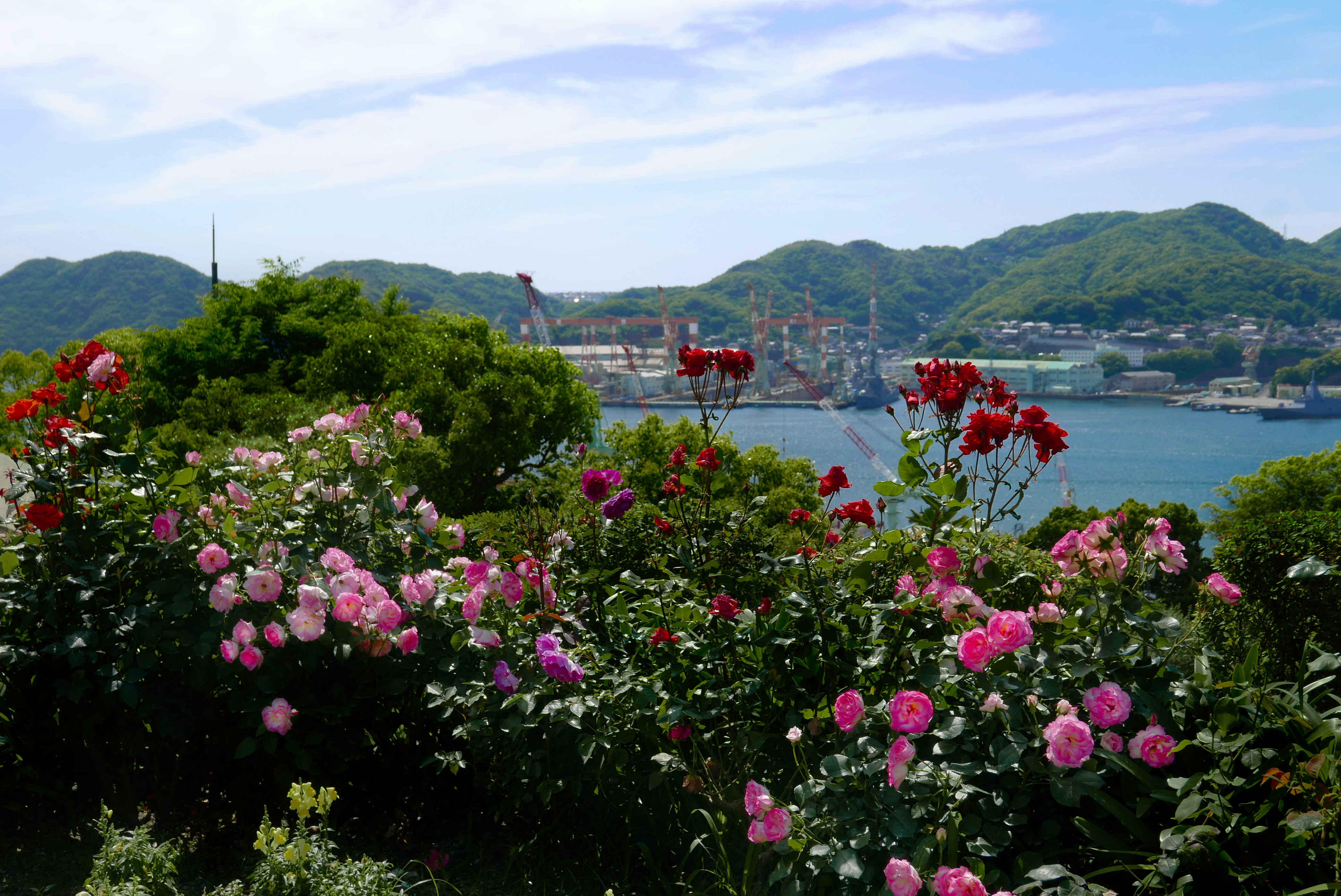 Roses in Glover Garden