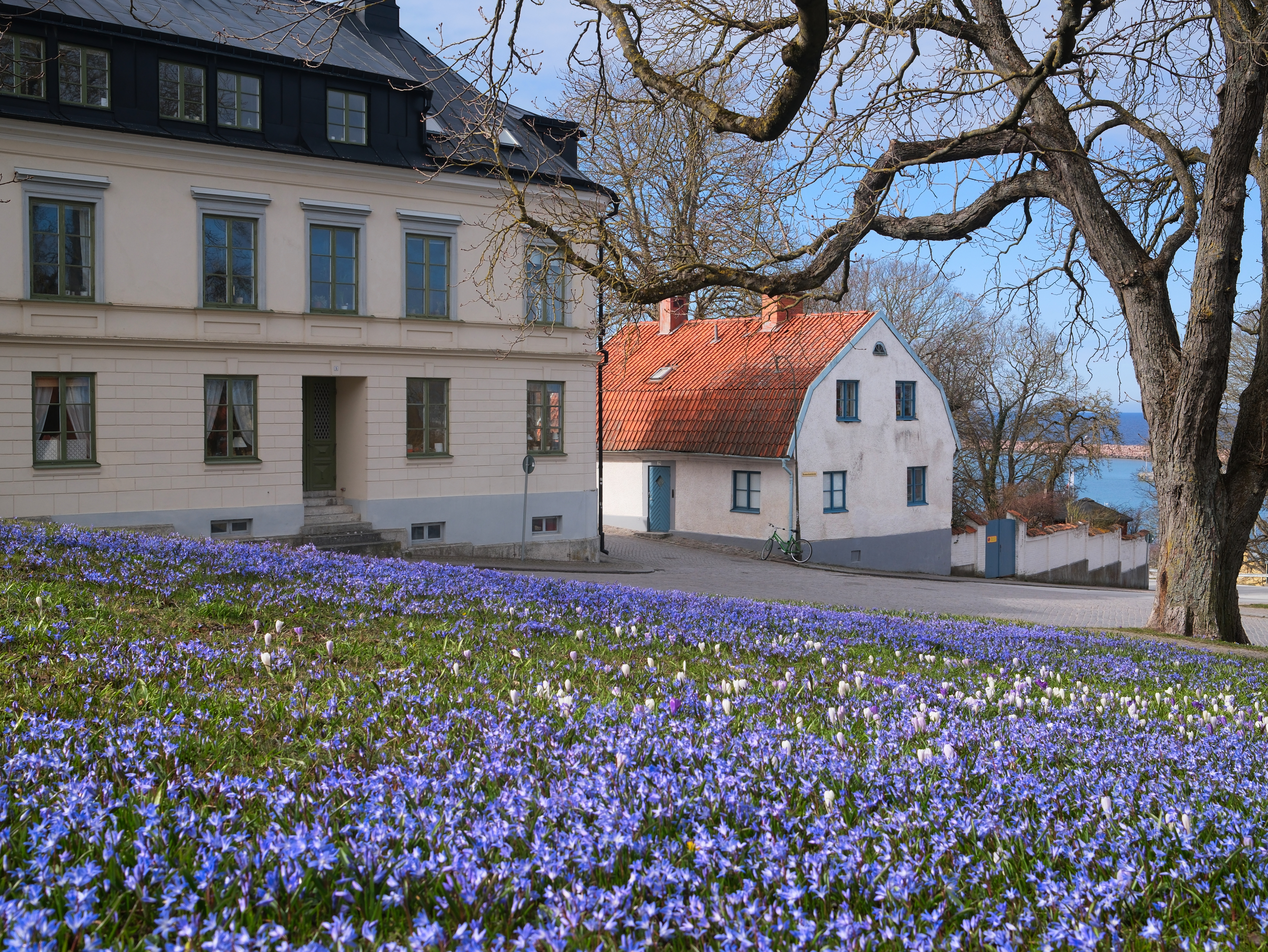 Carpet of flowers in the town