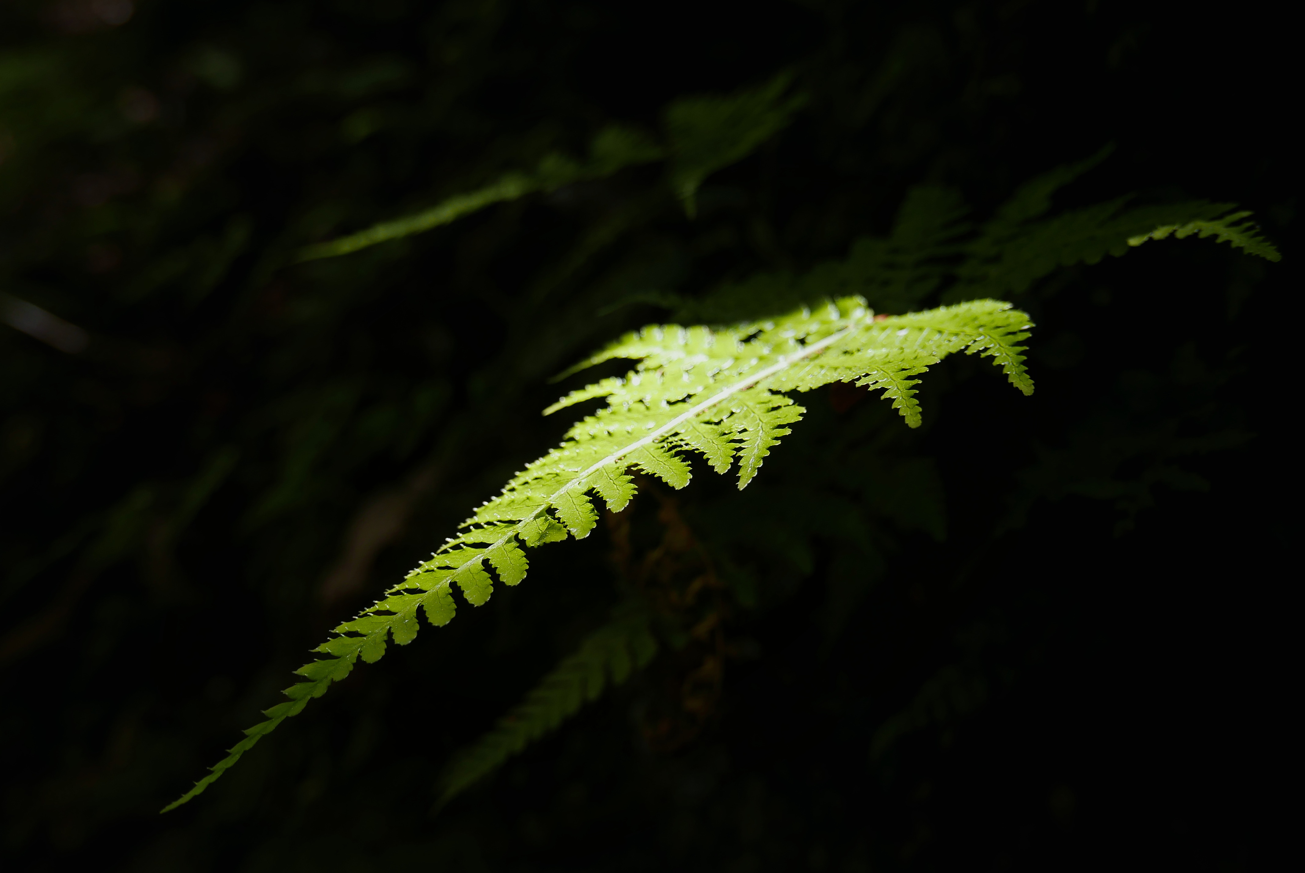 Ferns in Shiratani Unsuikyo