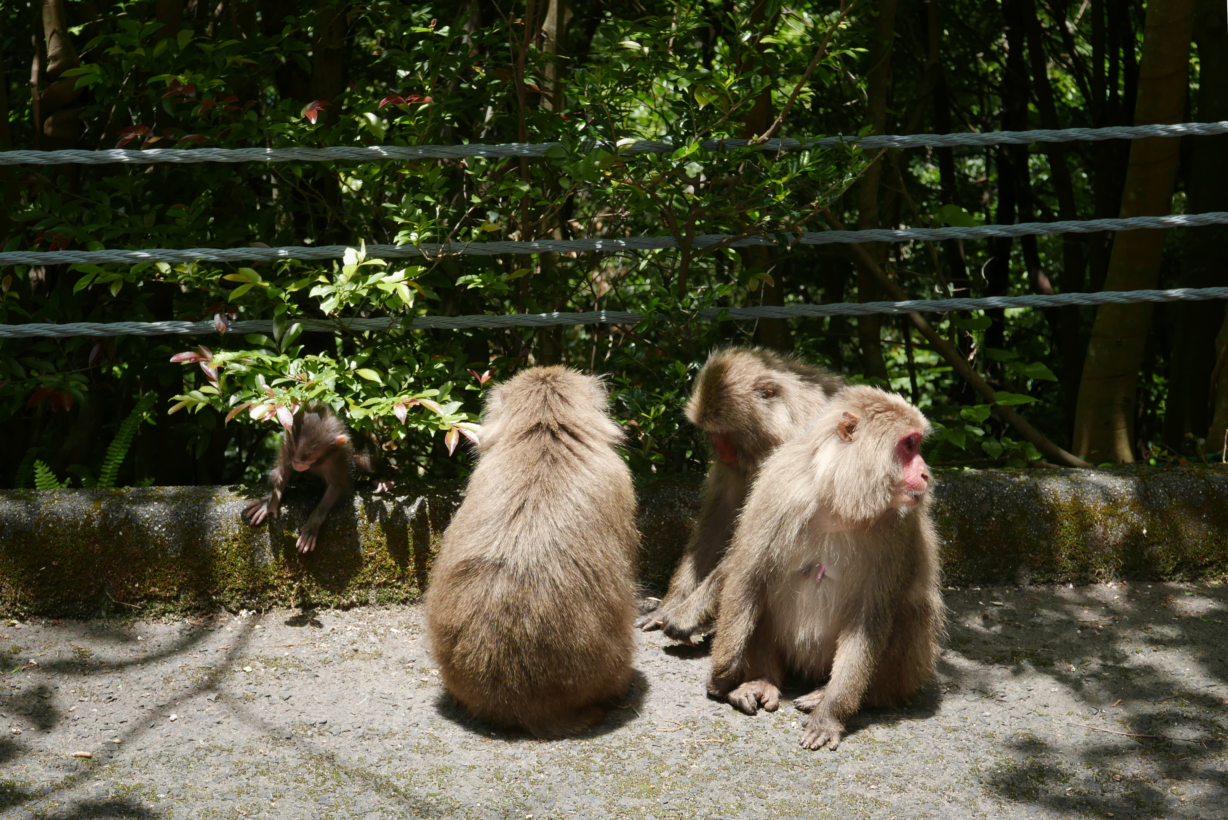 Yakushima macaques idling by the guardrail.