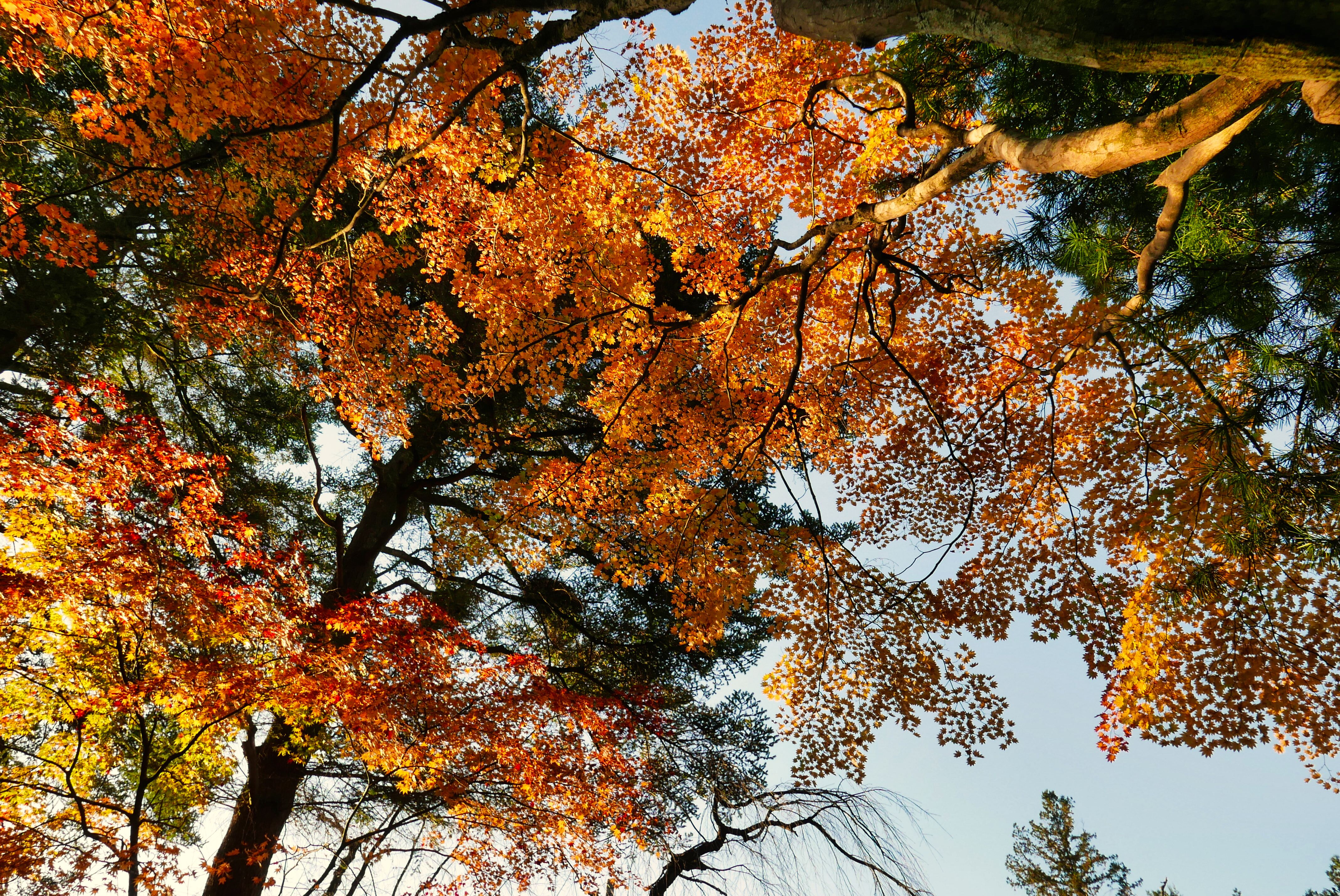 Orange leaves in Kakunodate