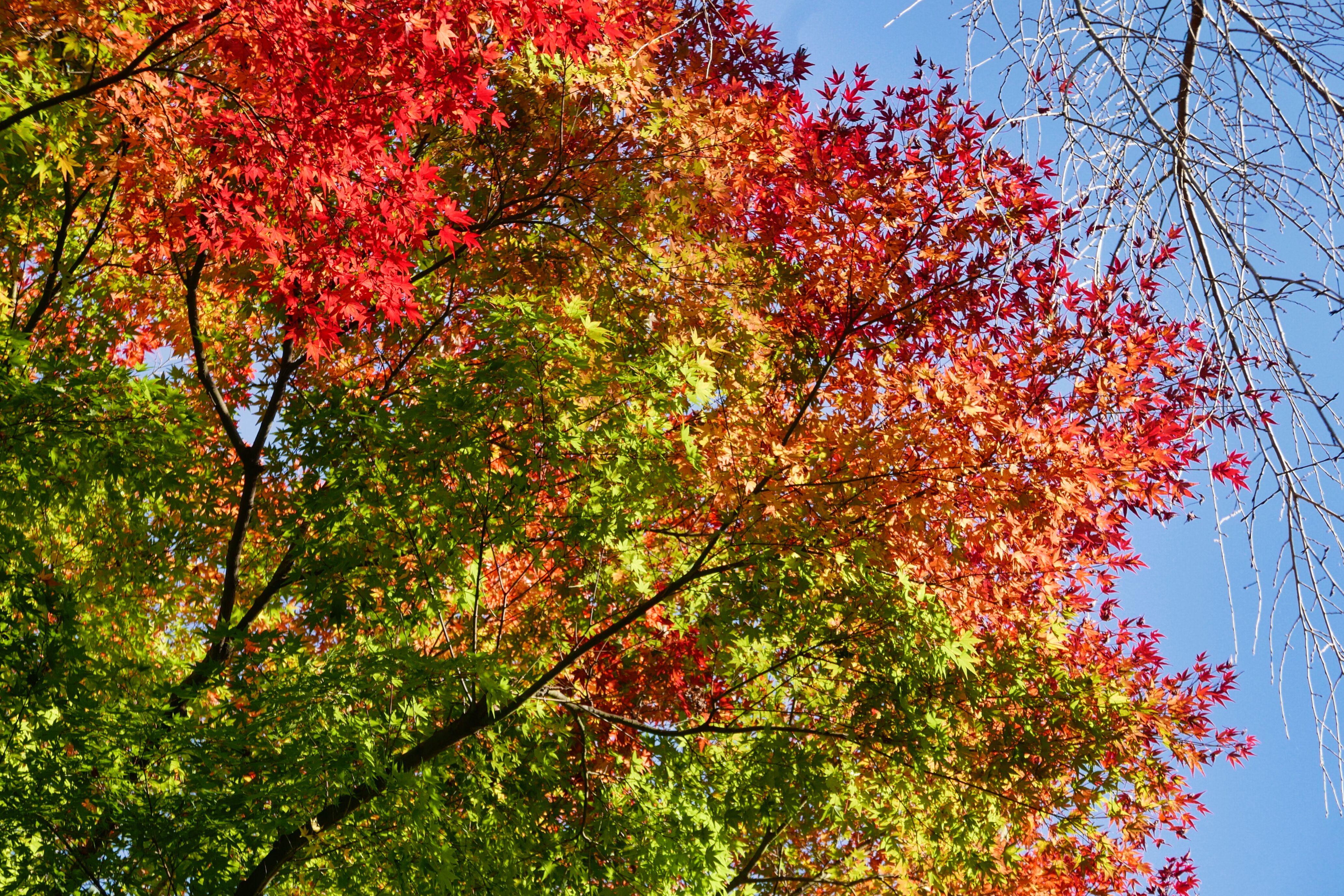 Vibrant green and red leaves