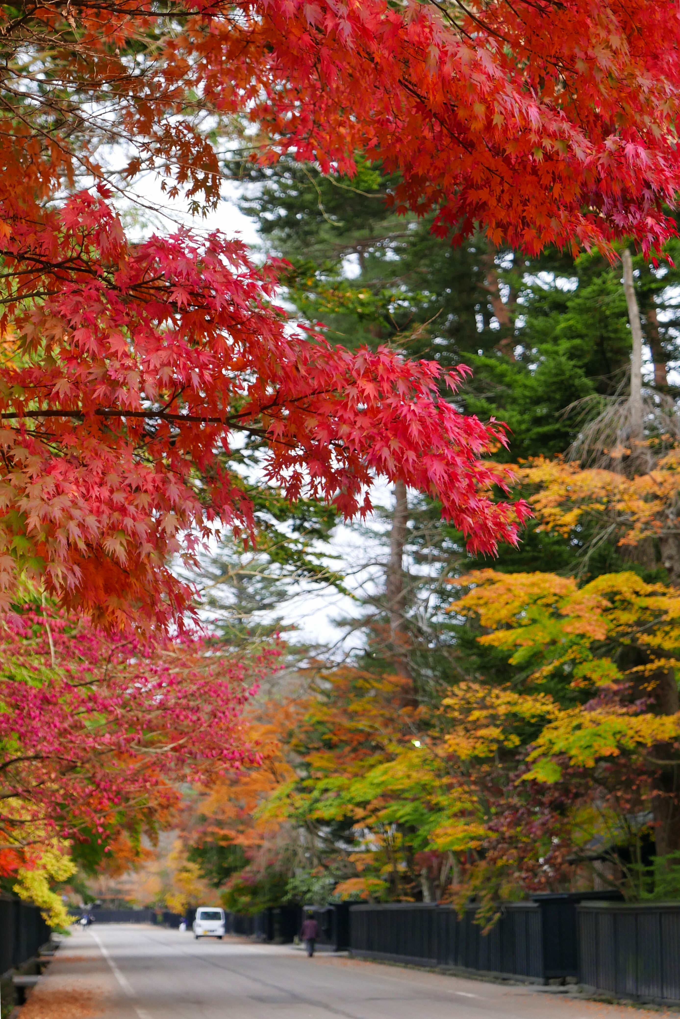 Vivid colors in Kakunodate