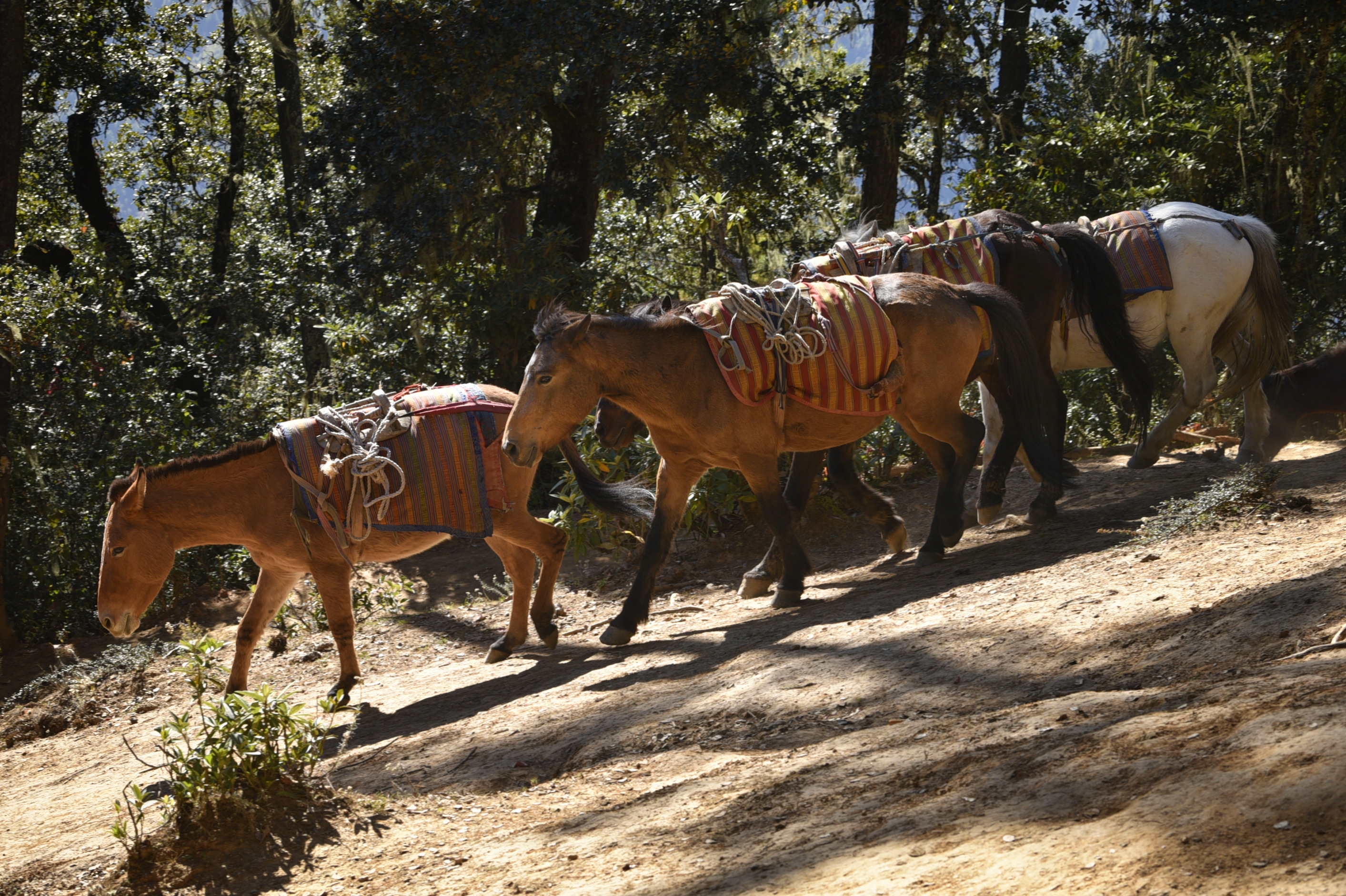 Horses at Tiger's Nest Monastery