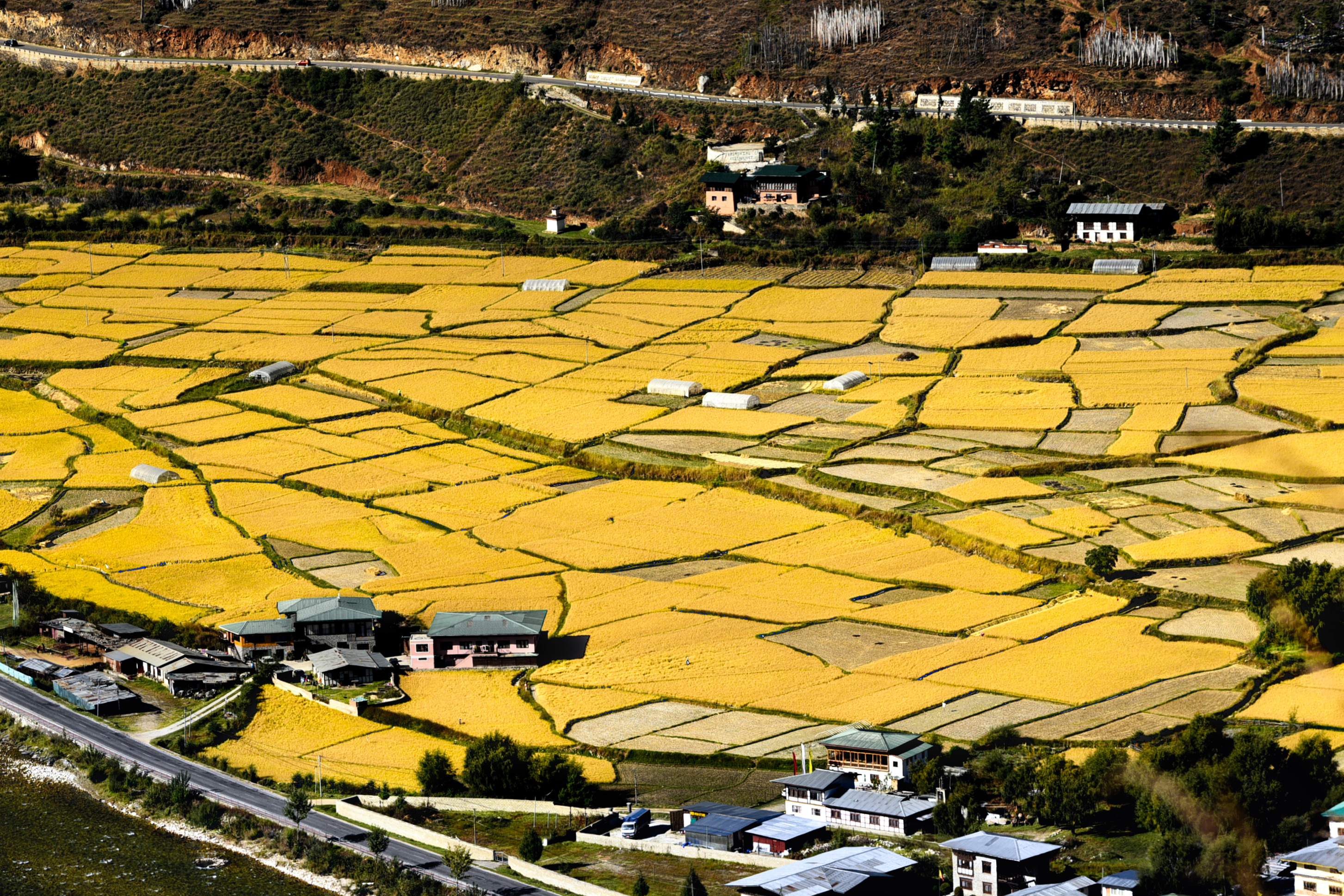 Paddy fields in Paro Valley